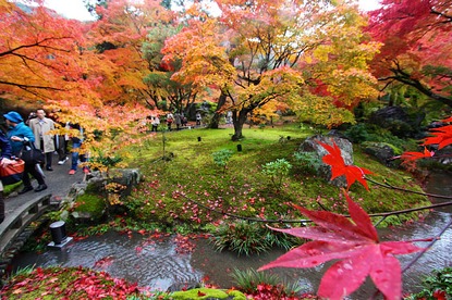 Autumn Color Report 2014: Kyoto Report