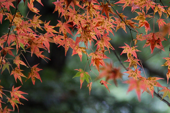 Autumn Color Report 2015: Miyajima Report