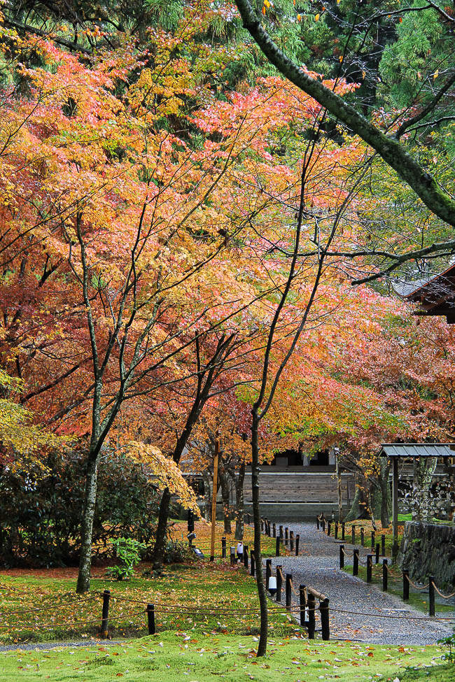 Raina's Japan Travel Journal: Autumn Color Report: Kyoto