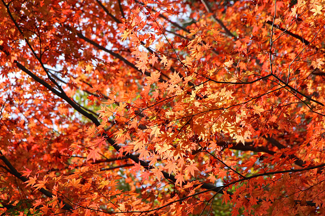 Autumn Color Report 2015: Mount Takao Report