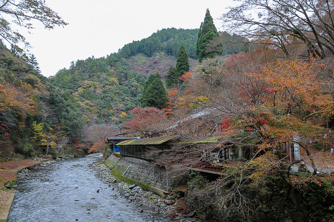 Autumn Color Report 2015: Kyoto Report