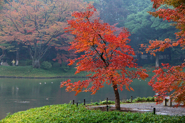Autumn Color Report 2015: Tokyo Report