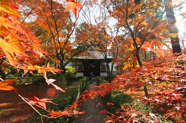 Autumn Color Report 2015: Kyoto Report