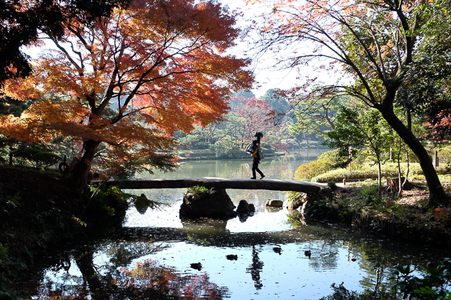 Autumn Color Report 2015: Tokyo Report