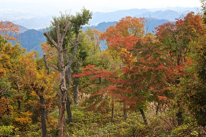 Autumn Color Report 2015: Mount Takao Report