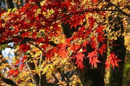 Autumn Color Report 2015: Mount Mitake Report