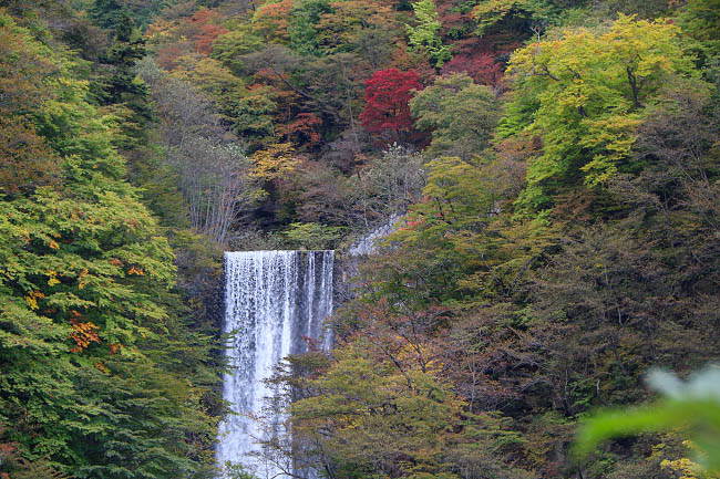 Autumn Color Reports 2016 - Nikko: Peak Colors