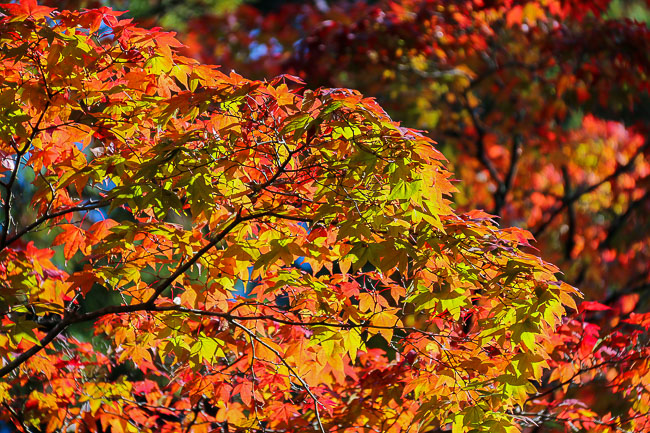 Autumn Color Reports 2016 - Koyasan: Starting to Change