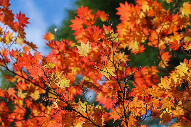 Autumn Color Reports 2016 - Koyasan: Starting to Change