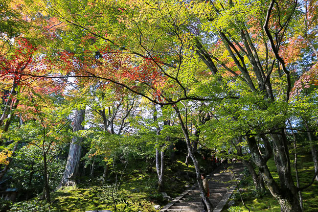 Autumn Color Reports 2016 - Kyoto: Starting to Change