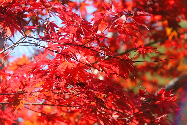 Autumn Color Reports 2016 - Miyajima: Beyond Peak