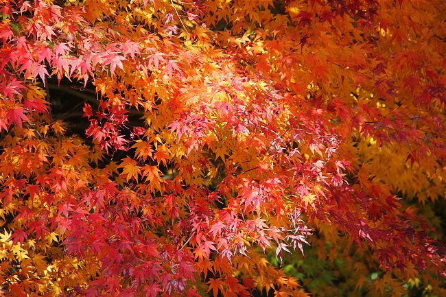 Autumn Color Reports 2016 - Miyajima: Beyond Peak