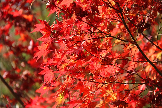 Autumn Color Reports 2016 - Miyajima: Beyond Peak