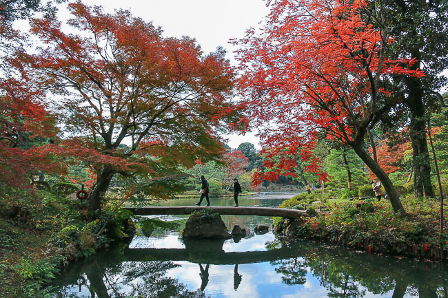 Autumn Color Reports 2016 - Tokyo: Peak Colors