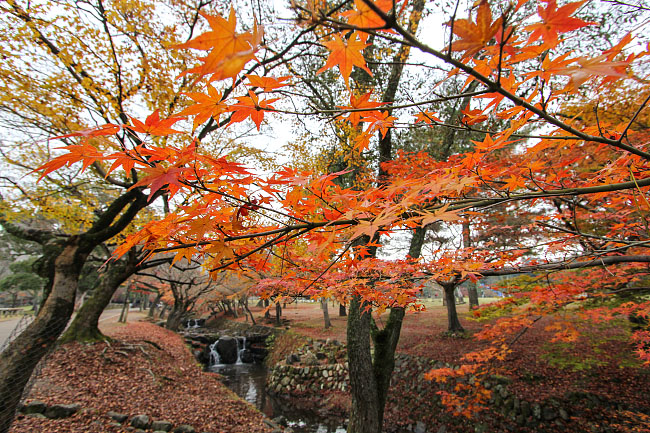Autumn Color Reports 2016 - Nara: Beyond Peak