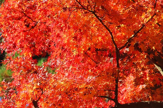 Autumn Color Reports 2016 - Kamakura: Peak Colors