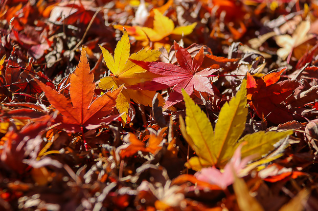 Autumn Color Reports 2016 - Tokyo: Beyond Peak