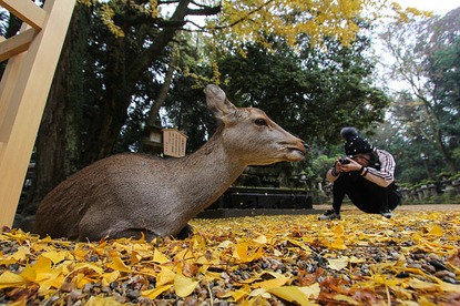 Autumn Color Reports 2016 - Nara: Beyond Peak