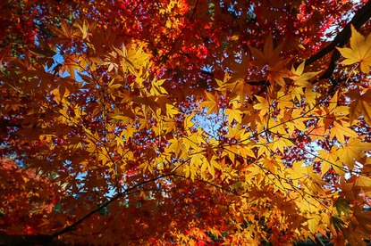 Autumn Color Reports 2016 - Kyoto: Beyond Peak