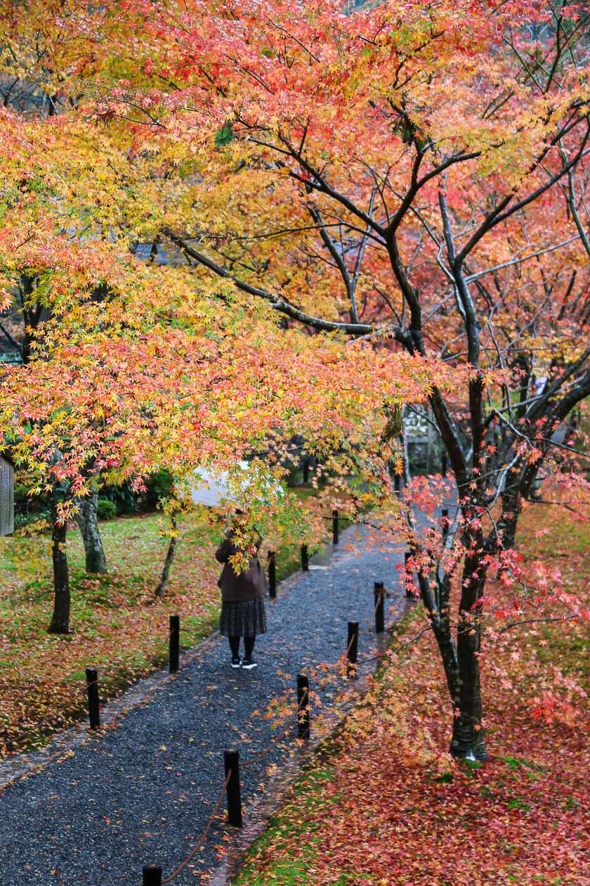 Autumn Color Reports 2017 - Kyoto: Approaching Peak