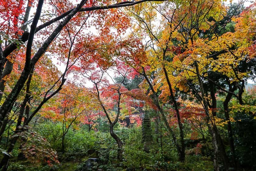 Autumn Color Reports 2017 - Kyoto: Approaching Peak