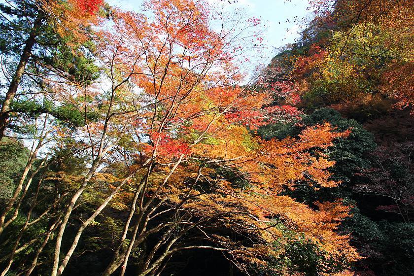 Autumn Color Reports 2017 - Osaka: Peak Colors