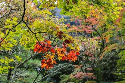 Autumn Color Reports 2017 - Nikko: Peak Colors