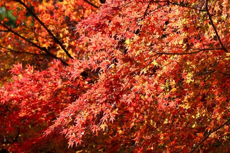 Autumn Color Reports 2017 - Sakurai: Peak Colors