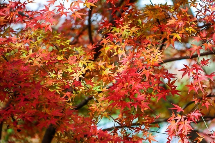 Autumn Color Reports 2017 - Kyoto: Peak Colors