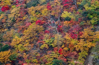 Autumn Color Reports 2018 - Nikko: Peak Colors