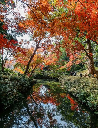 Autumn Color Reports 2018 - Tokyo: Peak Colors