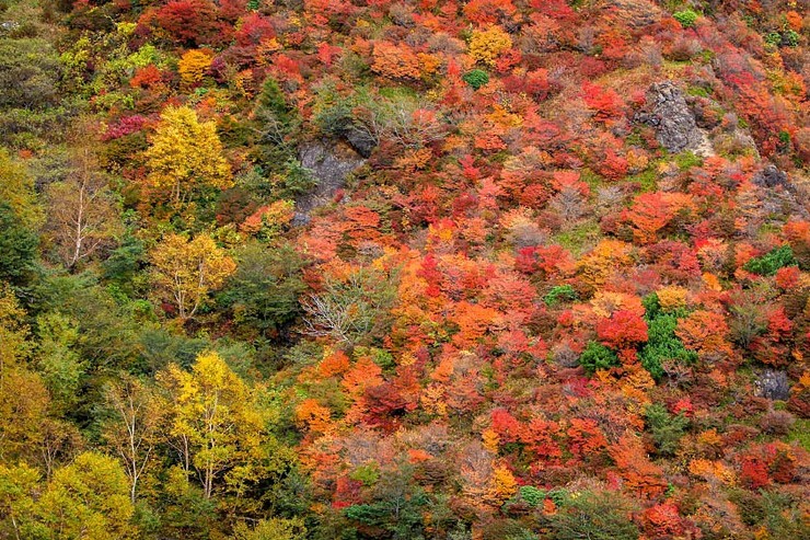 Autumn Color Reports 2018 - Nasu: Peak Colors