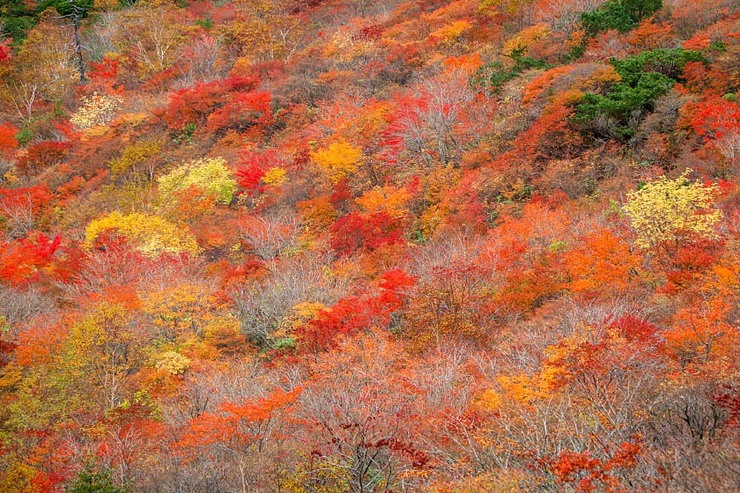 Autumn Color Reports 2018 - Nasu: Peak Colors