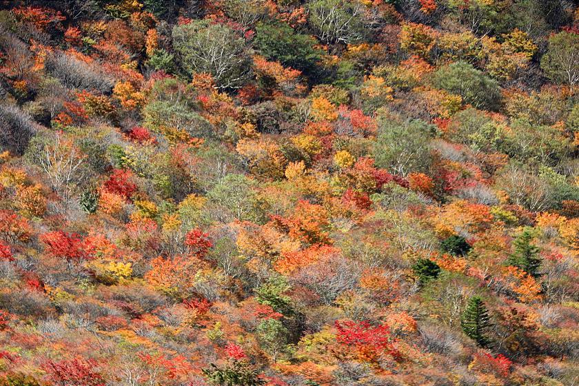 Autumn Color Reports 2019 - Nasu: Approaching Peak