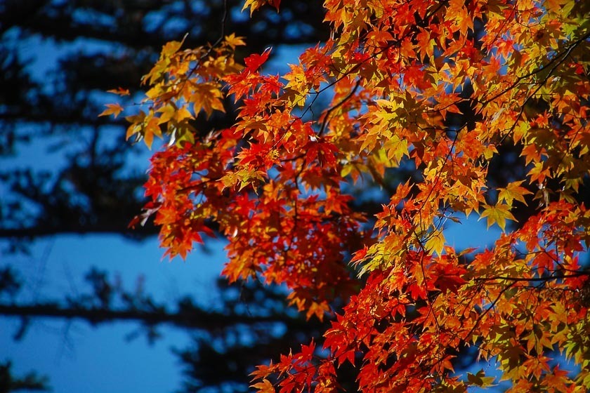 Autumn Color Reports 2019 - Karuizawa: Peak Colors