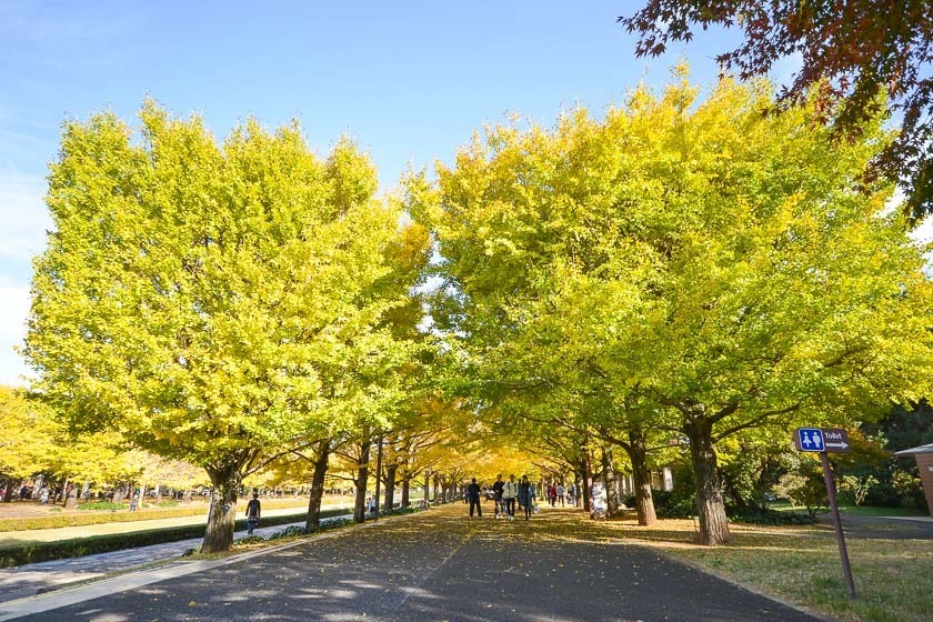 Autumn Color Reports 2019 - Tokyo: Approaching Peak