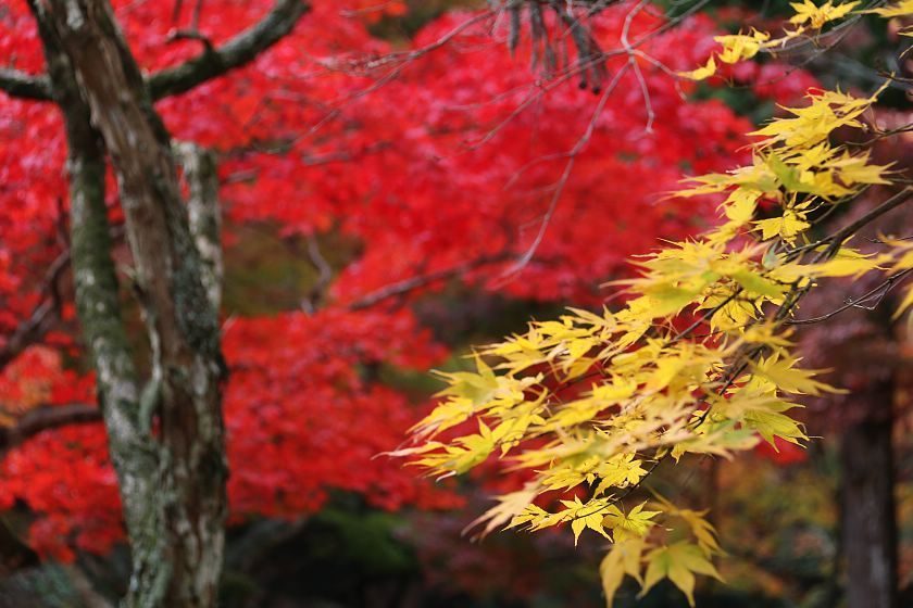 Autumn Color Reports 2019 - Miyajima: Peak Colors