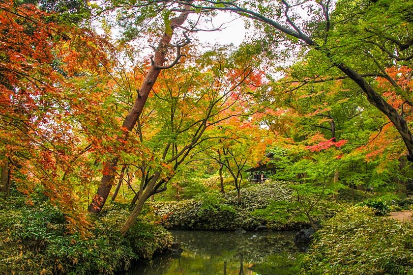 Autumn Color Reports 2019 - Tokyo: Peak Colors