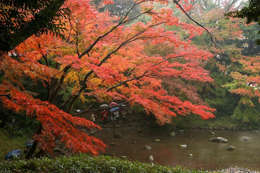 Autumn Color Reports 2019 - Tokyo: Peak Colors