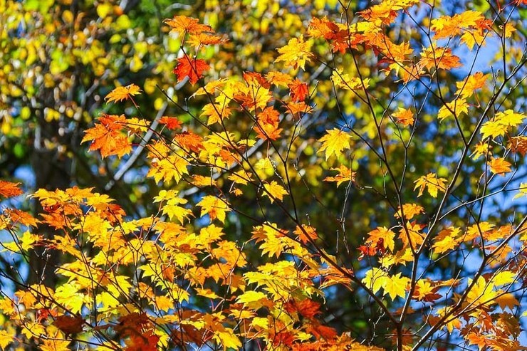 Autumn Color Reports 2019 - Oze: Approaching Peak