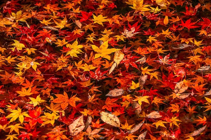 Autumn Color Reports 2019 - Kyoto: Peak Colors