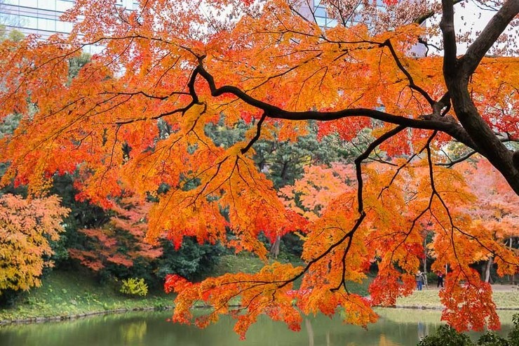 Autumn Color Reports 2019 - Tokyo: Peak Colors