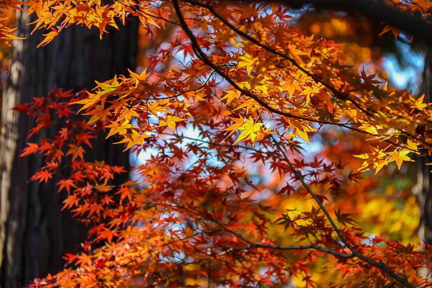 Autumn Color Reports 2020 - Kyoto: Peak Colors