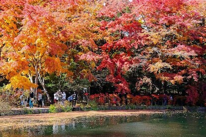 Autumn Color Reports 2020 - Karuizawa: Peak Colors