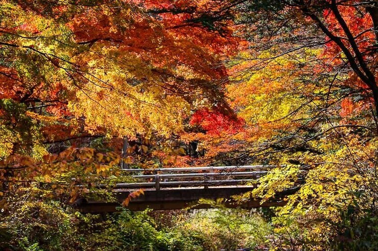 Autumn Color Reports 2020 - Karuizawa: Peak Colors