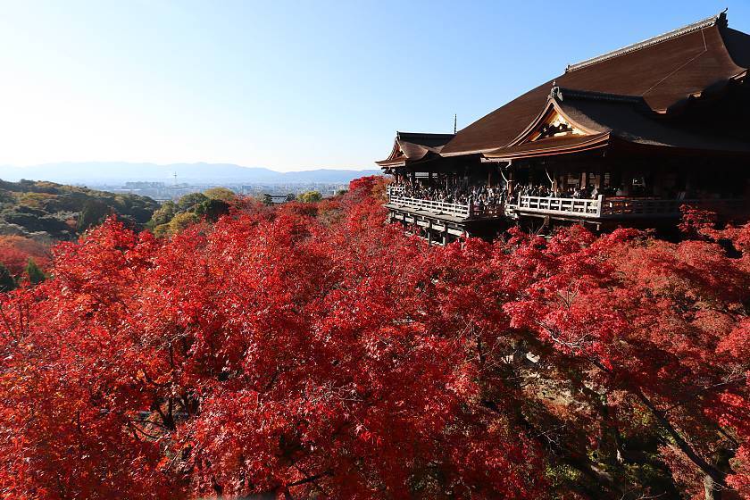 Autumn Color Reports 2023 - Kyoto: Peak Colors