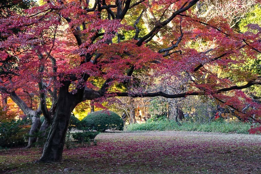 Autumn Color Reports 2023 - Tokyo: Peak Colors