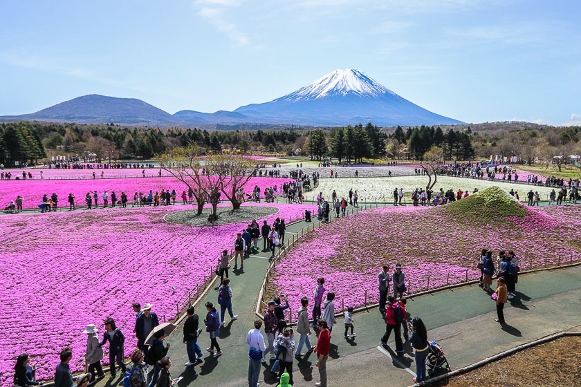 Raina's Japan Travel Journal: Fuji Shibazakura Festival