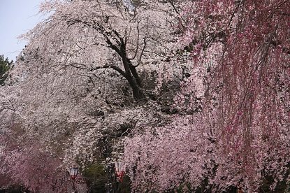 Cherry Blossom Report 2011: Nagoya Report