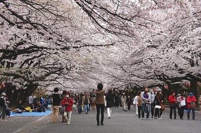 Cherry Blossom Report 2011: Tokyo Report